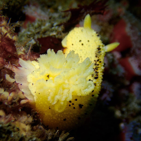 Monterey Sea Lemon (Doris montereyensis)⁠ Nudibranch macro photo