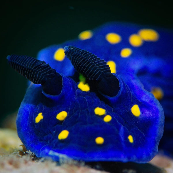 Felimare californiensis nudibranch macro photo