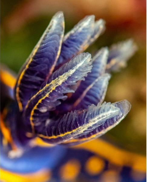 Felimare cantabrica nudibranch gills macro photo