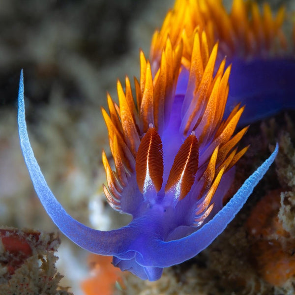 Flabellinopsis Iodinea nudibranch macro photo