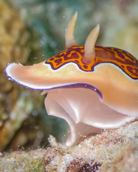 Goniobranchus gleniei nudibranch from Fulidhoo Island, Vaavu Atoll, Maldives⁠