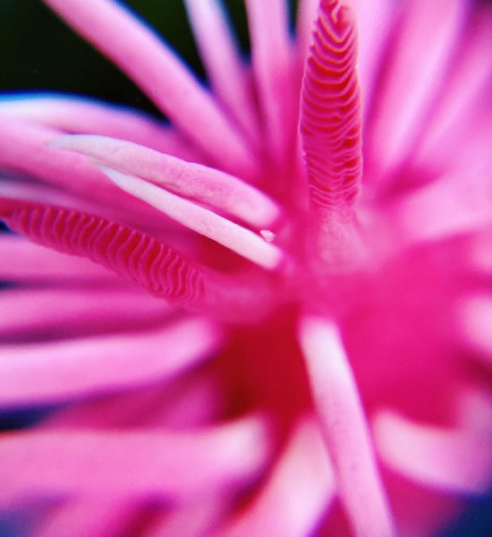 Hopkins Rose (Okenia rosacea) Nudibranch macro photo