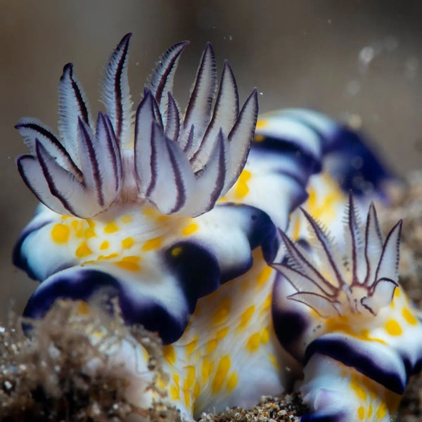 Hypselodoris imperialis nudibranch macro photo