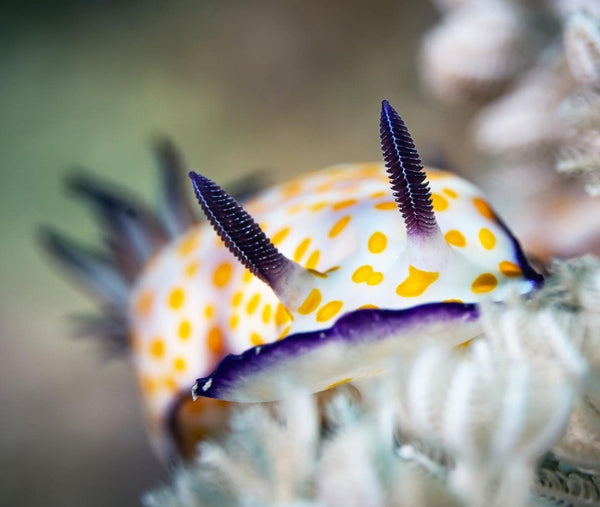 Hypselodoris pulchella nudibranch macro photo