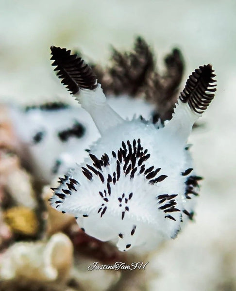 Jorunna parva nudibranch