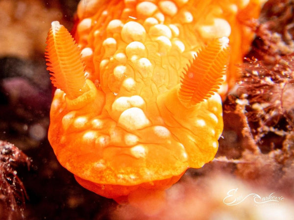 Martadoris mediterranea nudibranch macro photo