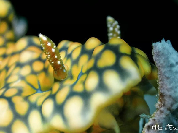 Miamira sinuata nudibranch macro photo