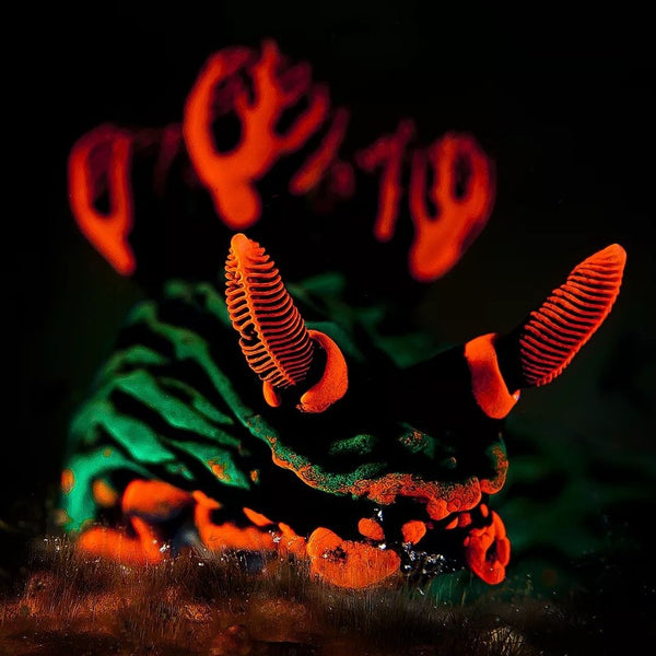 Nembrotha kubaryana nudibranch macro photo