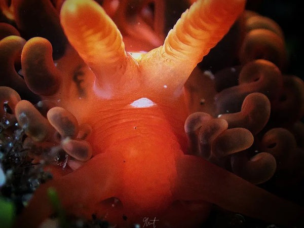 Spurilla neapolitana nudibranch closeup