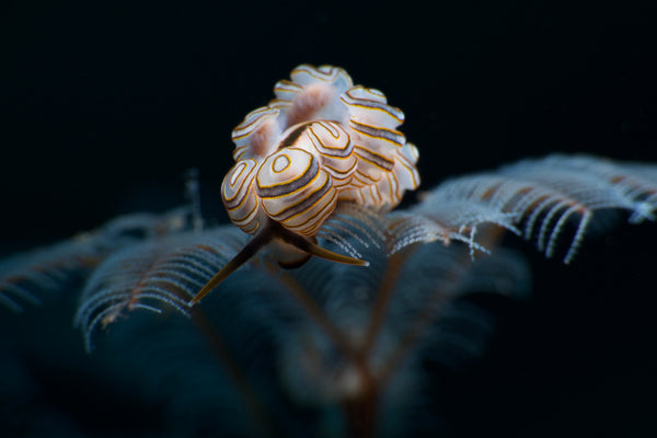 Donut Nudibranch (Doto greenamyeri) photo by Francesco Martini