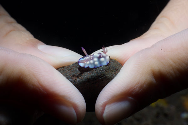 Nudibranch photo by underwater photographer Francesco Martini