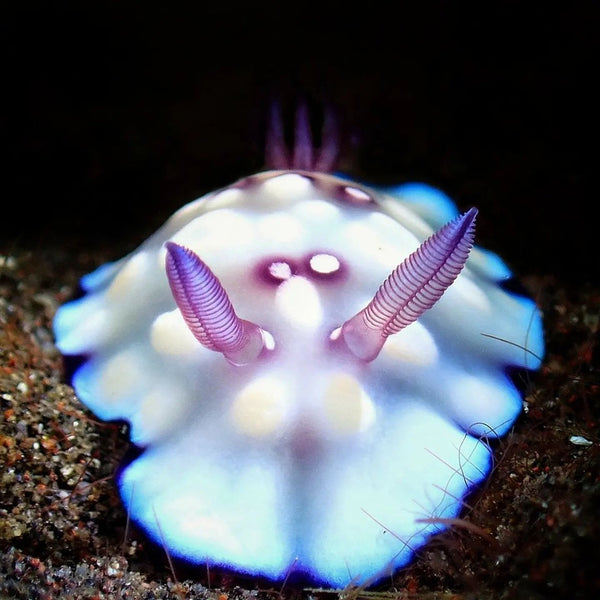 Goniobranchus hintuanensis nudibranch photo