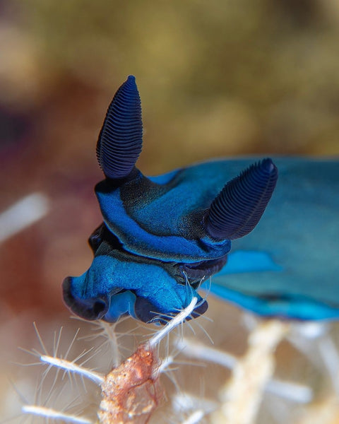 Gloomy Nudibranch (Tambja morosa) Nudibranch Photo