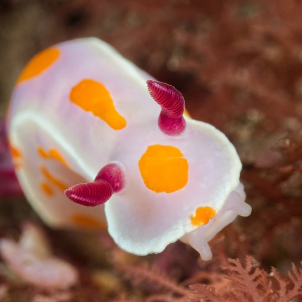 Clown Nudibranch (Ceratosoma ameonum) Nudibranch