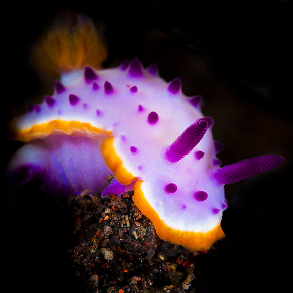 Photo of Nudibranch