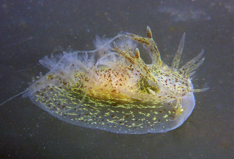 The iNat community identified it as a threaded nudibranch (Pseudobornella orientalis)—which normally lives in the Indo-West Pacific, and hadn’t been seen in our part of the Pacific. After more investigation, marine ecologist Marisa Agarwal published an article documenting it in BioInvasions Records.