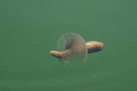 A sea creature which featured in BBC One programme ‘Wild Isles’ hosted by David Attenborough have been spotted at a harbour in Eastbourne. Picture by Marilyn Dewar