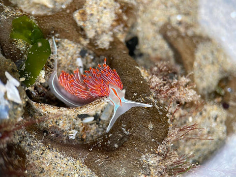 A thick-horned nudibranch (Hermissenda crassicornis) slithers through a tidepool.  Photo Credit: Mylasia Miklas/HRAP