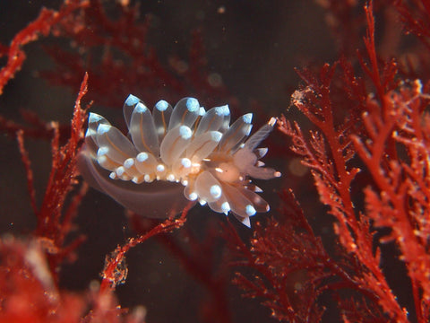 Nudibranch Photo from Britain
