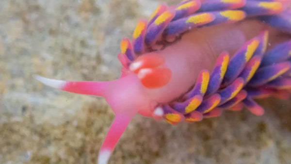 Rare Rainbow Sea Slug found in the UKRare Rainbow Sea Slug (Babakina anadoni) found in the UK by Vicky Barlow