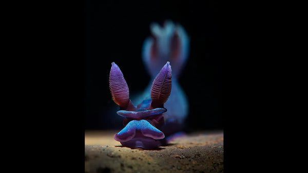 Aleksei Permiakov won 1st place in the nudibranch category with his photo titled %u201CRibbed%u201D