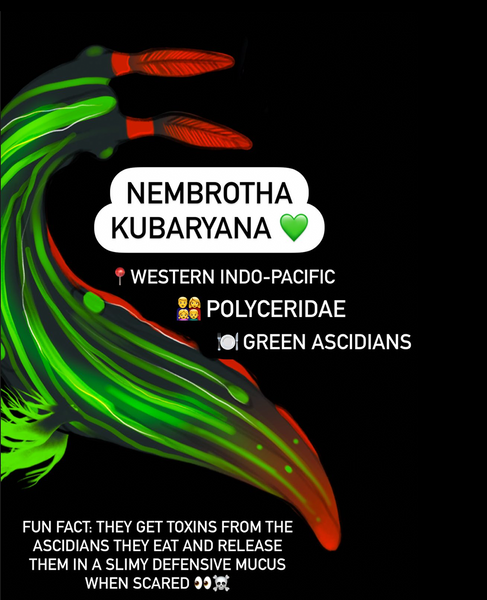 Nembrotha kubaryana nudibranch fact sheet