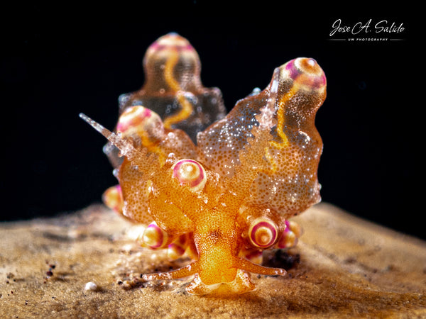 Mandapam Eubranchus Eubranchus mandapamensis Nudibranch taken by Jose Salido