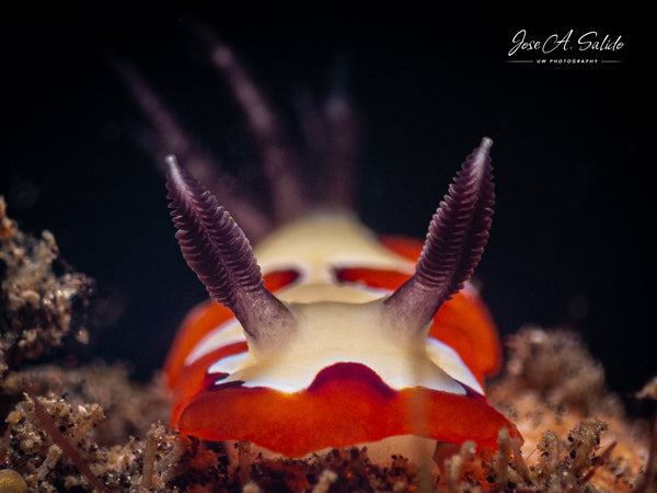 Faithful Sea Slug Goniobranchus fidelis by Jose Salido