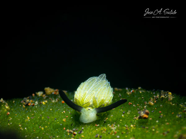 Costasiella usagi Nudibranch taken by Jose Salido