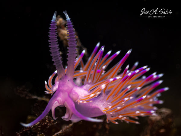 Pink Coryphella Edmundsella pedata Nudibranch taken by Jose Salido