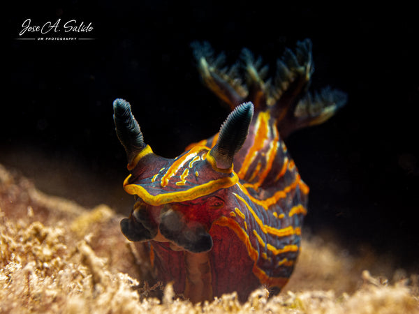 Felimare villafranca Nudibranch taken by Jose Salido