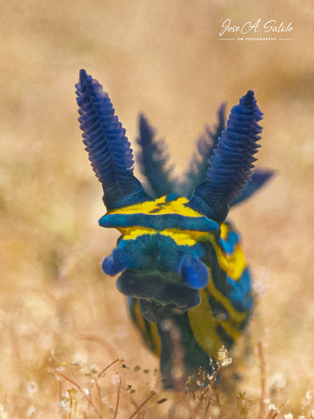 Verco's Nudibranch Tambja verconis by Jose Salido