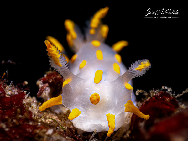 Four-lined Polycera Polycera quadrilineata Nudibranch taken by Jose Salido