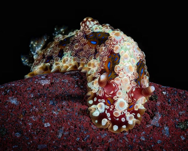 Gem Doris (Dendrodoris krusensternii)⁠ 📸 @oscarmontferrer⁠ 📍 Matahari Tulamben