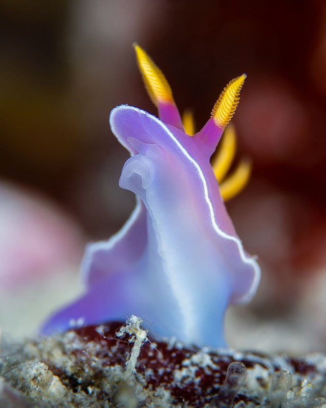 Bullock's Hypselodoris (Hypselodoris bullockii)⁠ 📸 @monaphotographer⁠ 📍 Maldives