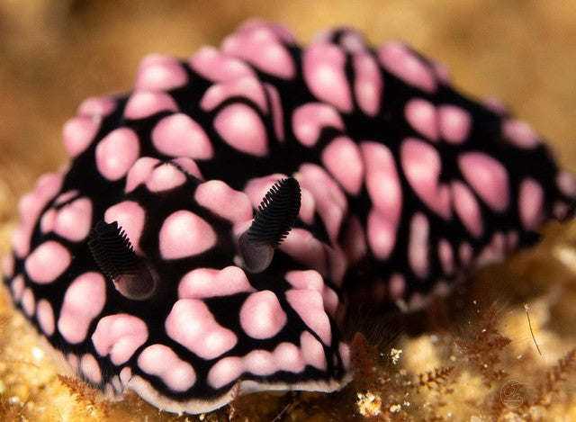 Phyllidiella pustulosa⁠ 📸 @olieturner3⁠ 📍 Oahu, Hawaii⁠