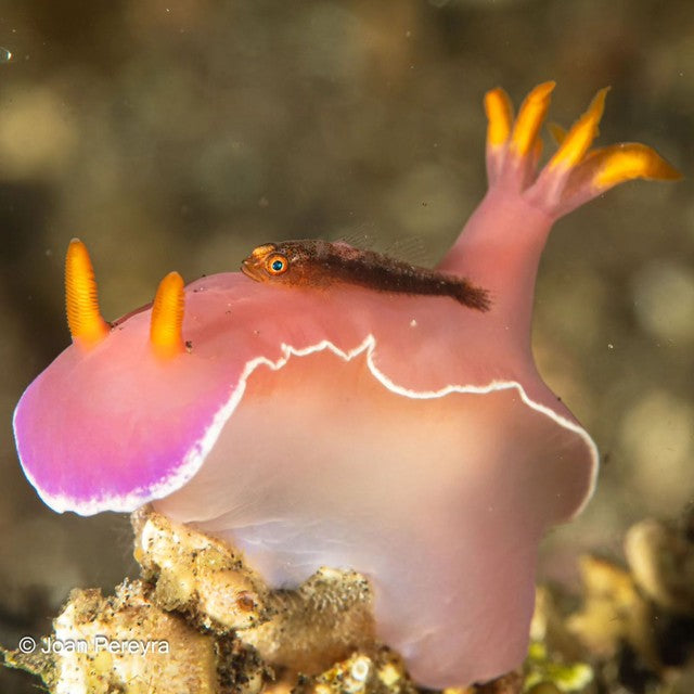 Goby riding a Bullock's Hypselodoris (Hypselodoris bullockii)⁠ 📸 @jpereyra2020⁠ 📍 Tulamben, Bali⁠ ⁠