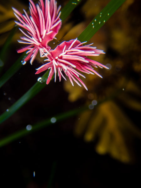 Hopkins Rose (Okenia rosacea) Nudibranch photo by Shireen Shipman