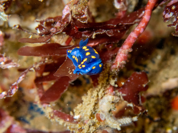 California Blue Dorid (Felimare californiensis) Nudibranch photo by Shireen Shipman