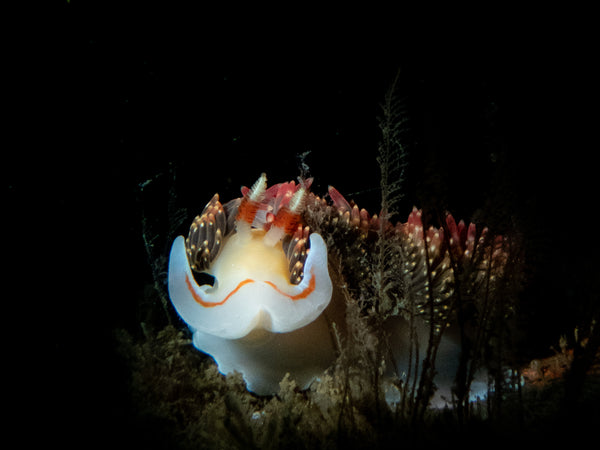 Hilton's Aeolid (Phidiana hiltoni) Nudibranch photo by Shireen Shipman