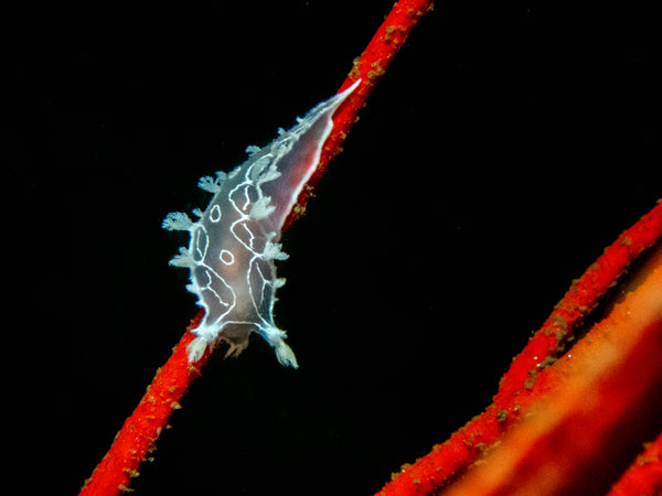 Diamondback Tritonia (Tritonia festiva) Nudibranch photo by Shireen Shipman