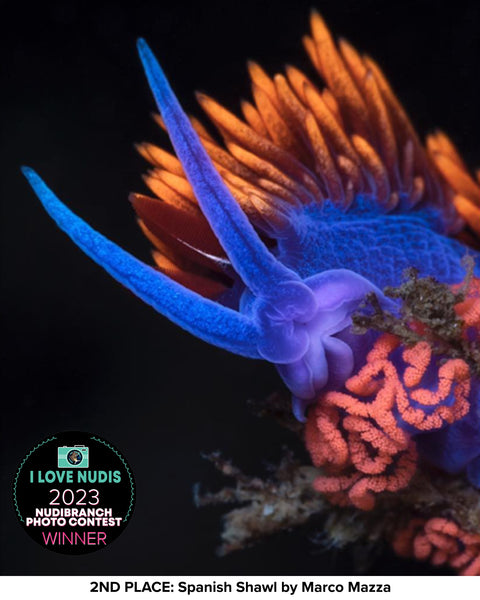 Nudibranch Egg Photo Contest Winner