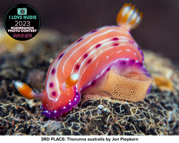 Nudibranch Egg Photo Contest Winner