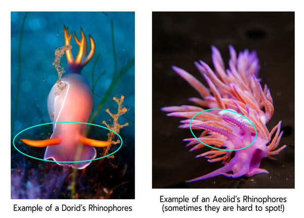 Rhinophores in Nudibranchs