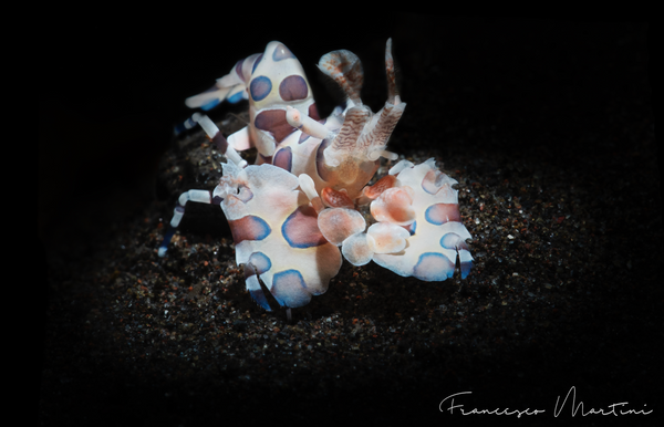 Harlequin Shrimp photo by Francesco Martini