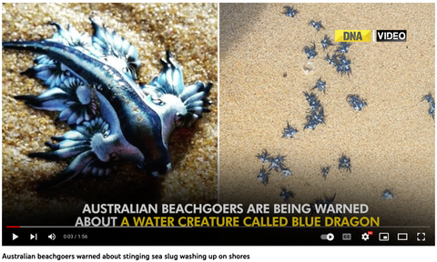 Nudibranchs in the news youtube video