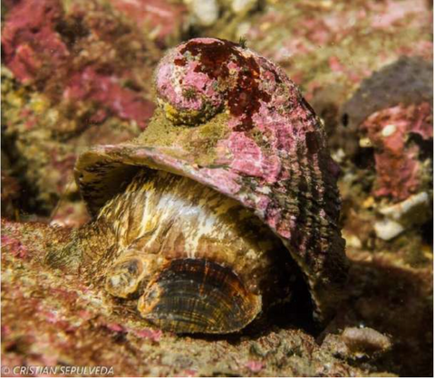 'Not the most attractive': Underdog snail wins Mollusc of the Year