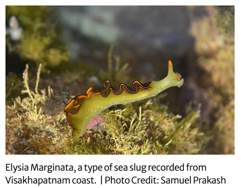 A citizen science project documents unique sea slugs from Visakhapatnam coast