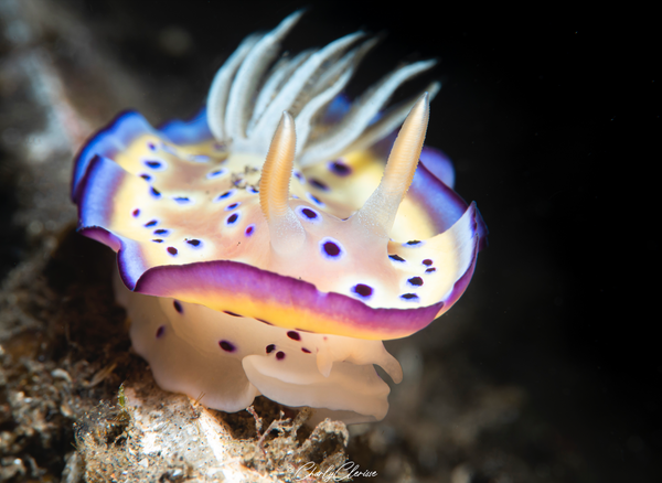 Goniobranchus kuniei Nudibranch by Charly Clerisse