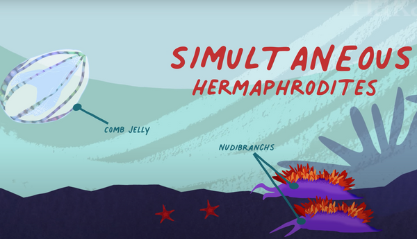 Hakai Institute Short Film about Hermaphrodites in the ocean including Nudibranchs